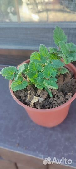 Мята Мелисса