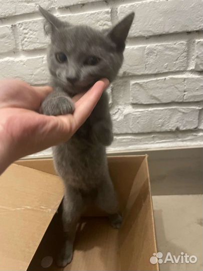 Русская голубая но очень похожа на британца