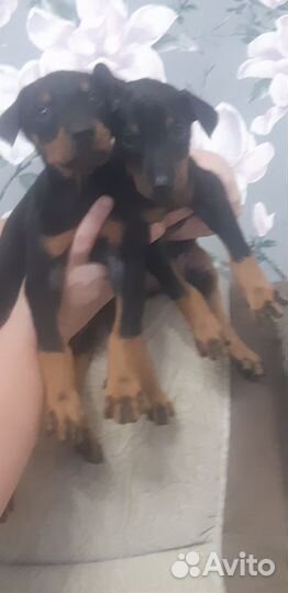 Щенки добермана мальчик