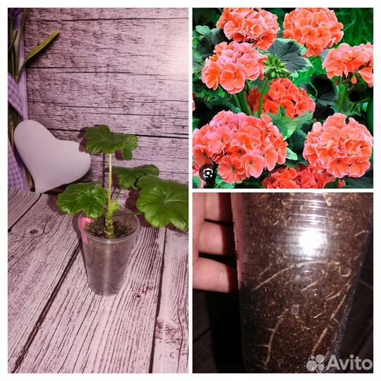 Пеларгония