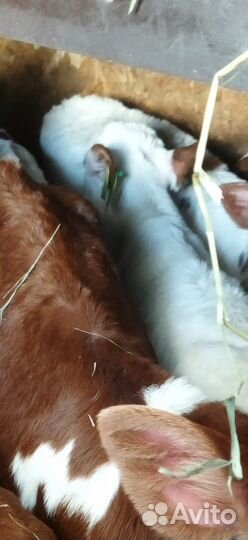 Телята доставка