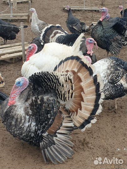 Индюки индюшата