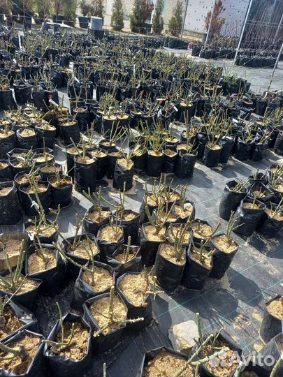 Саженцы