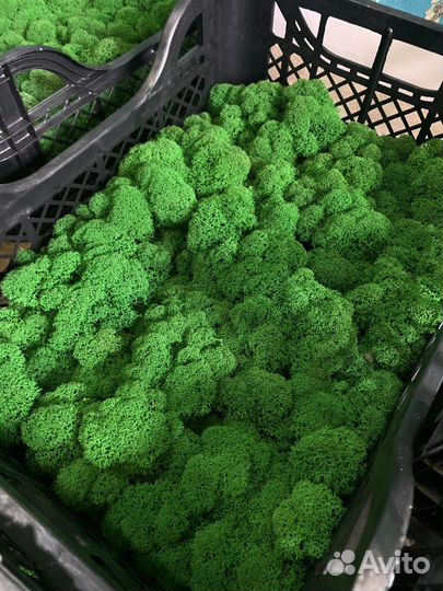 Мох стабилизированный