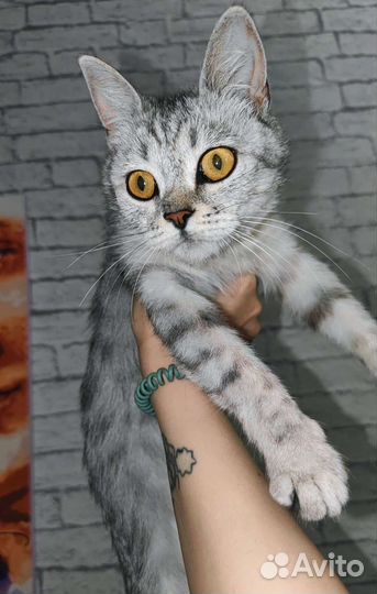 Шотланская кошка ищет дом