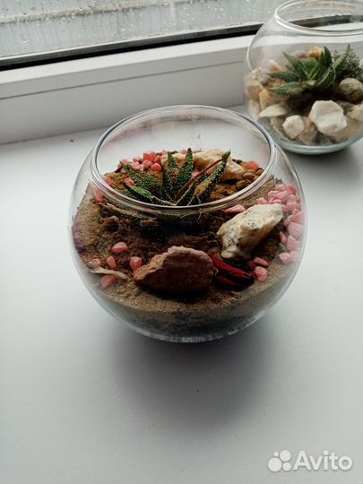 Комнатные цветы