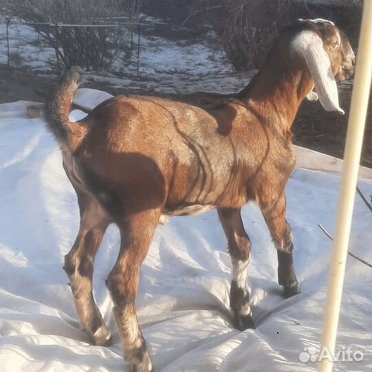 Козлики, козел англо-нубийские