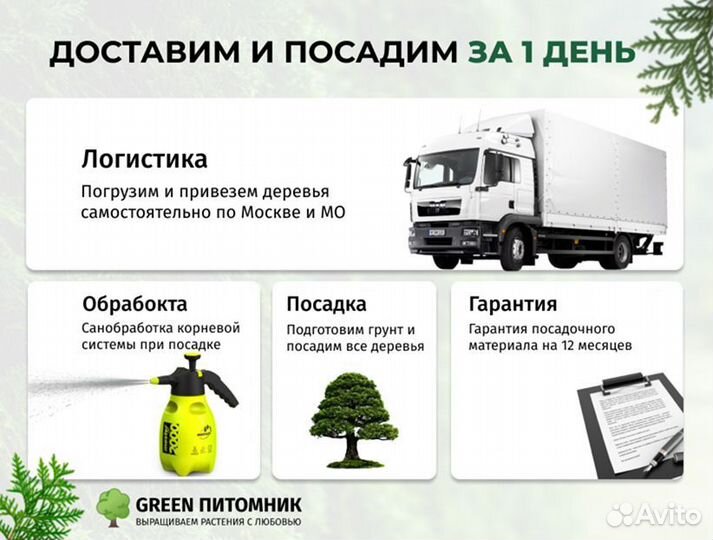 Туя в ассортименте:Смарагд,Брабант,Колумна