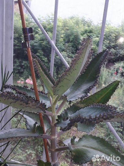 Каланхоэ лечебное