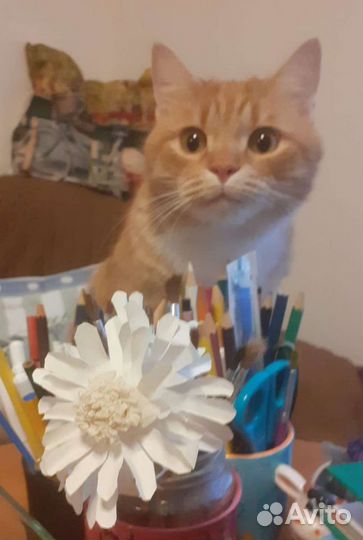 Кот Василий