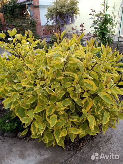 Садовые растения цветы