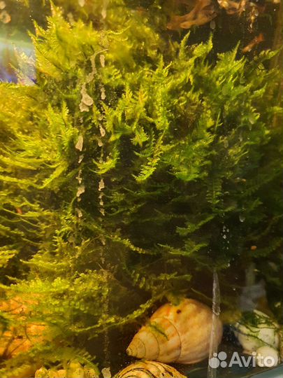 Водоросли для аквариума