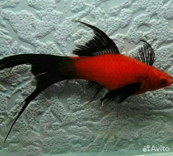 Большой выбор аквариумных рыбок
