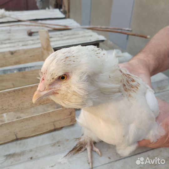 Куры молодки домашние