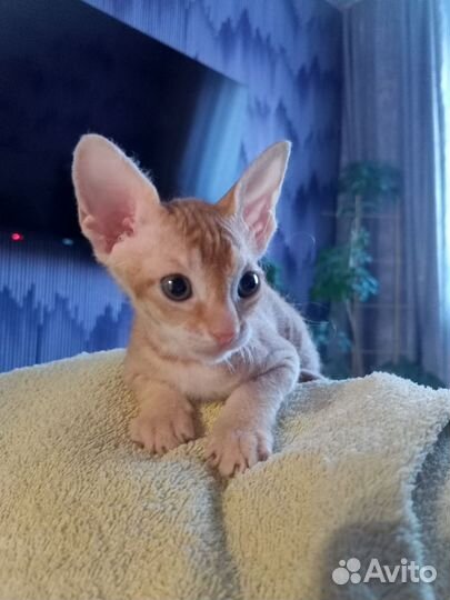 Котенок сфинкс браш