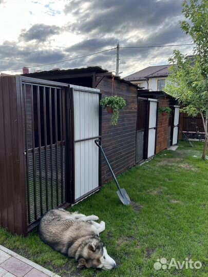 Передержка собак