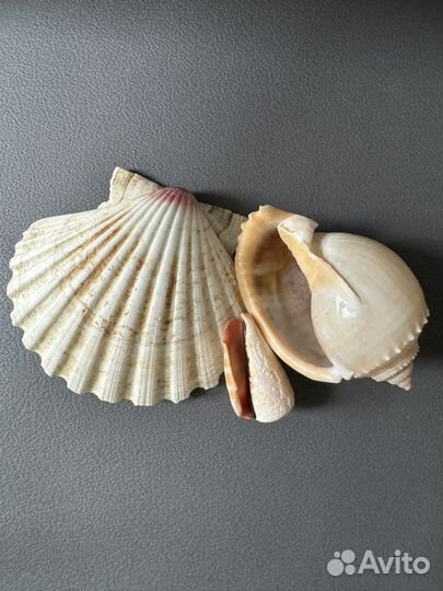 Ракушки