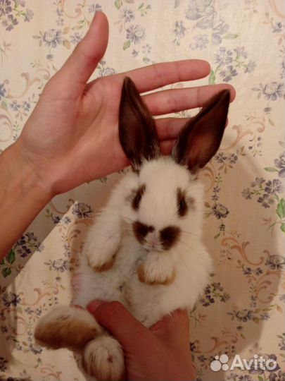 Кролик декоротивный