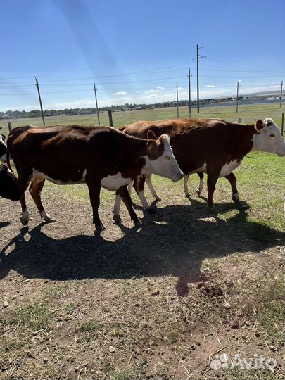 Продаются первотелки с телятами