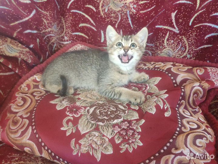 Британские котята