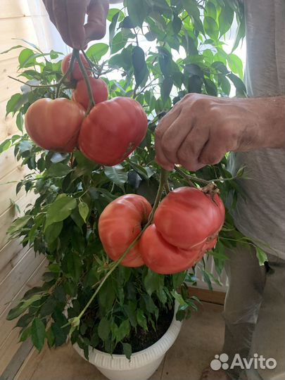 Рассада томатов более 20 сортов