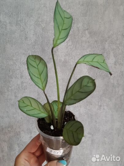 Ктенанта Амагрис