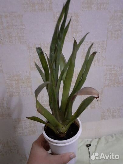 Комнатные цветы алоэ