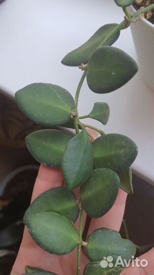 Хойя, сингониум