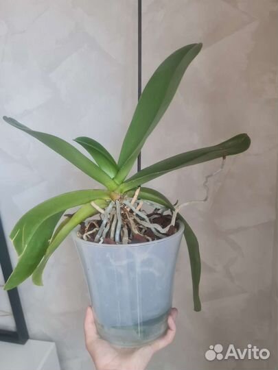 Орхидея гранди