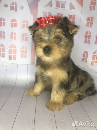 Девочки цветного йорка блю мерле