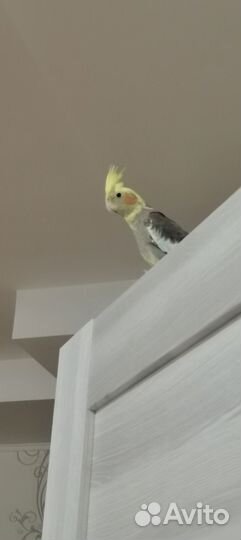 Попугай корелла с клеткой