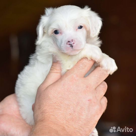 Пуховый Белый Очаровательный