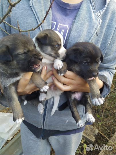 Щенки