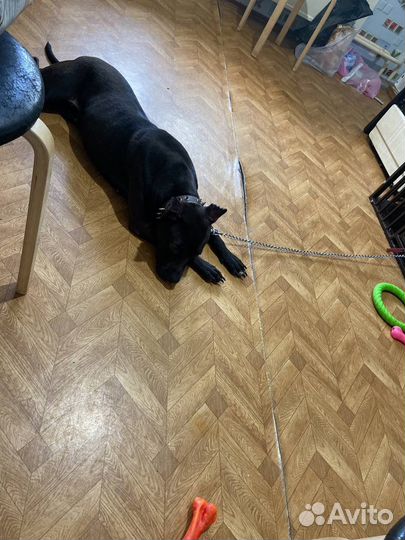 Питбультерьер