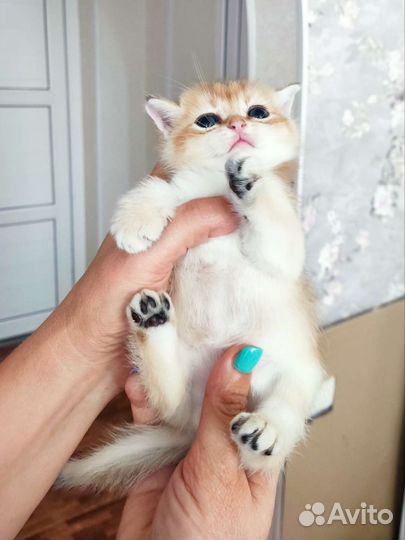 Золотые малышики