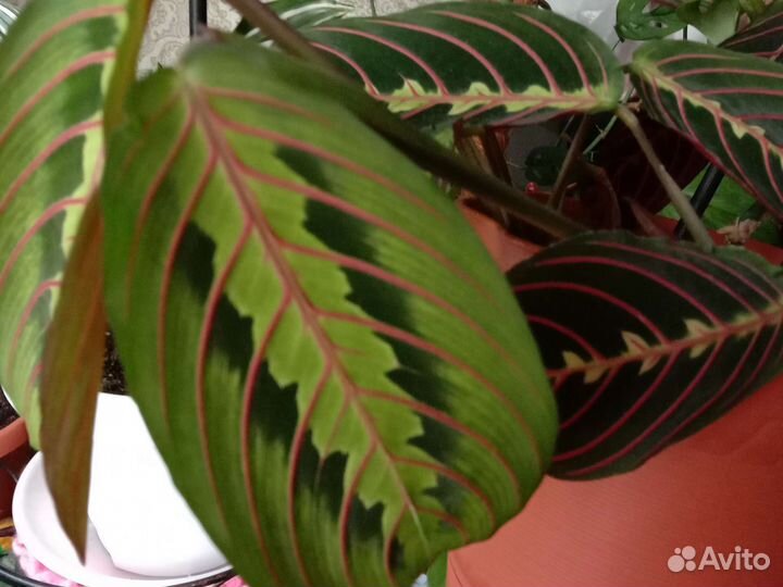 Маранта Триколор Хлорофитум Кордилина