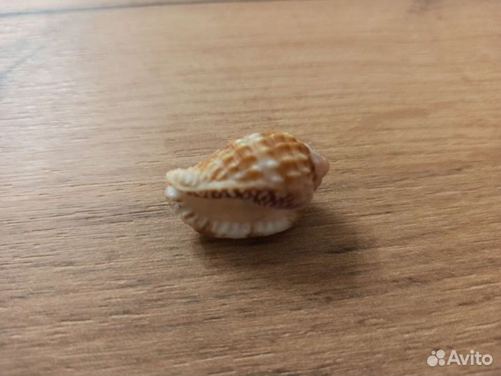 Морская раковина