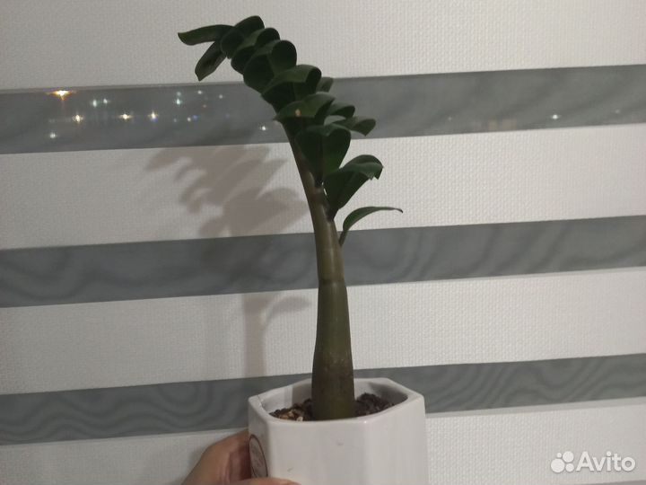 Комнатные ростение цветы Аглаонема Замиакулкас