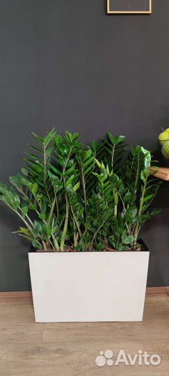 Замиокулькас