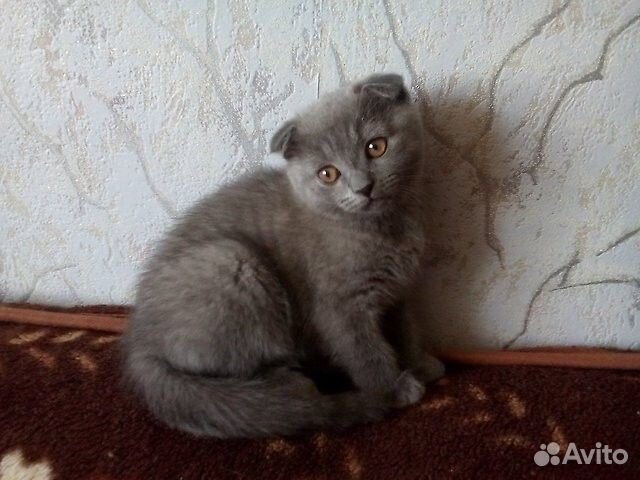 Шитланская девочка, 3,5 месяца