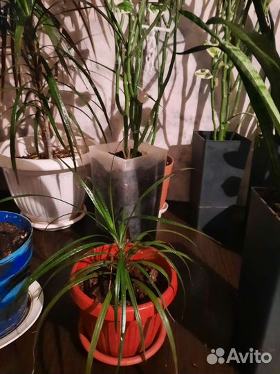 Комнатные цветы