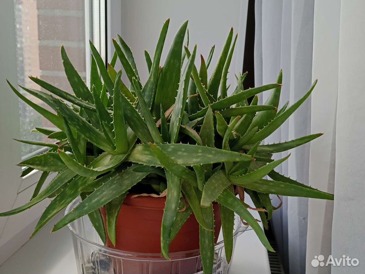 Алоэ лечебный