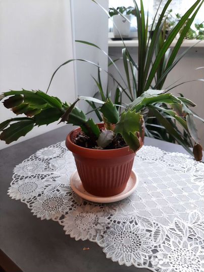 Разные комнатные цветы