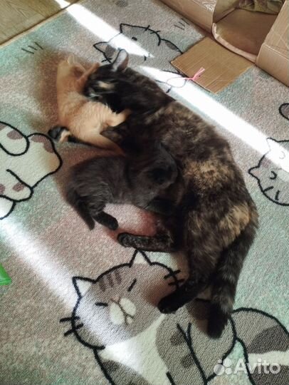 Котята в добрые руки