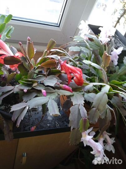 Декабрист шлюмбергера