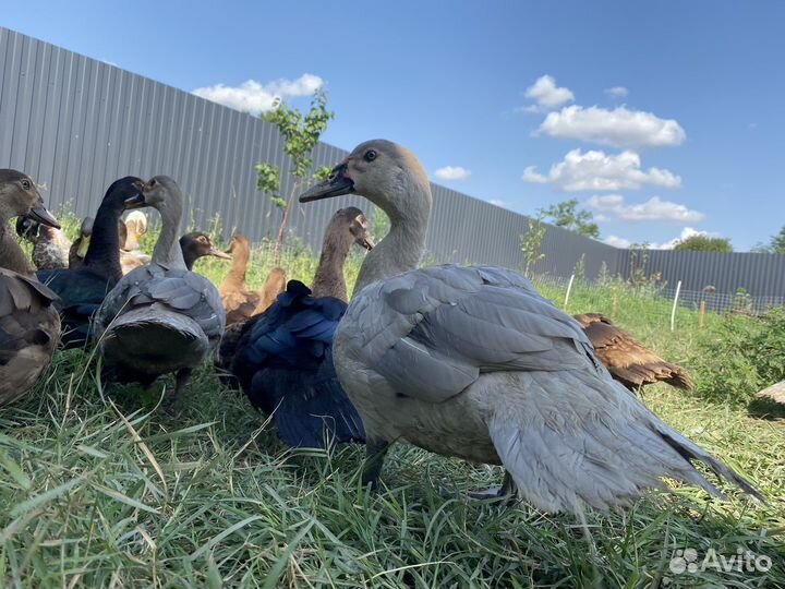 Индоутята Мускусные утята. Тяжелые линии