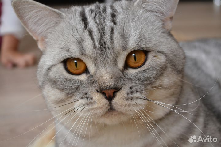 Кот для вязки