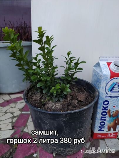 Самшит и жимолость