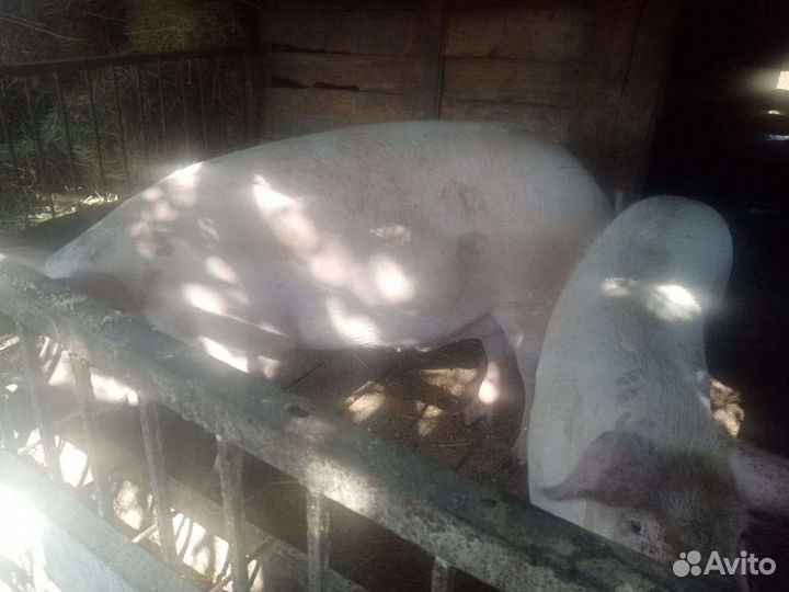 Мясо свинина