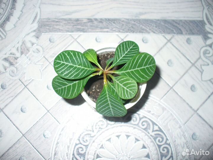 Кактусы разные